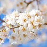 小学校の入学は準備が大変&PTA役員の選出も