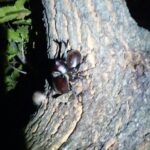 カブトムシを探すなら昼に樹液が出てるクヌギ・コナラが目印