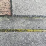 雨上がりのこの黄色い粉の正体は!?
