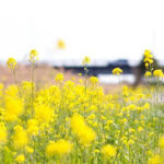 川原の菜の花って食べられるの?ってことで調べてみた