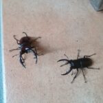 カブトムシよりもクワガタの方が育てるの楽　餌の消費量の差が半端ない！