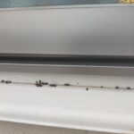 外壁や窓付近に付着したフンはコウモリの可能性高